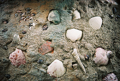 Shells1