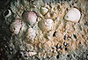 Shells2