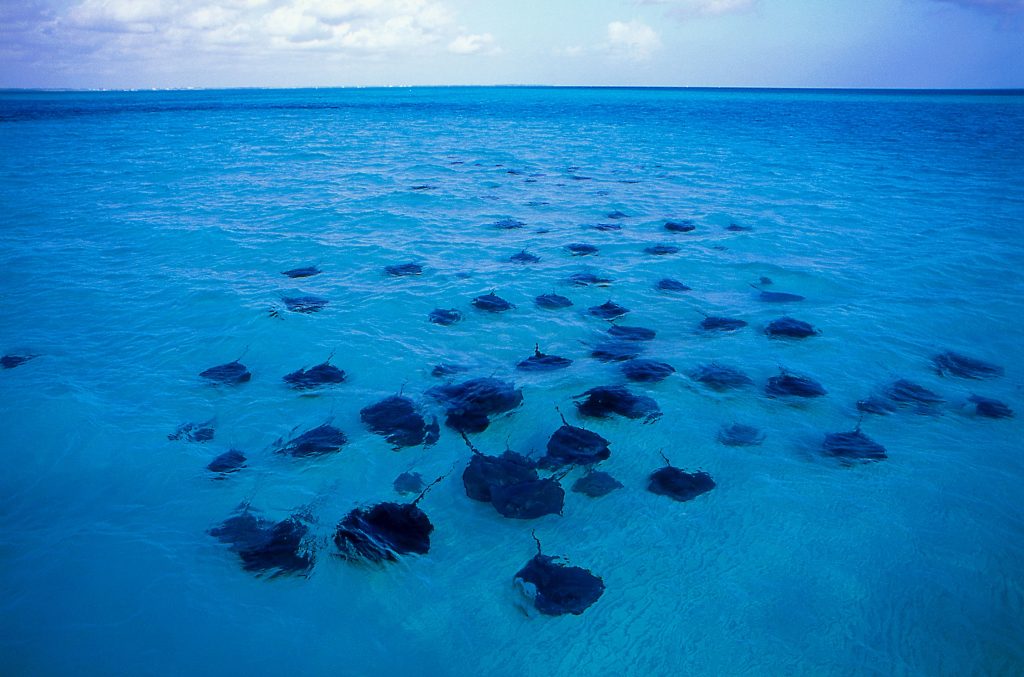 Stingray City Cayman Islands